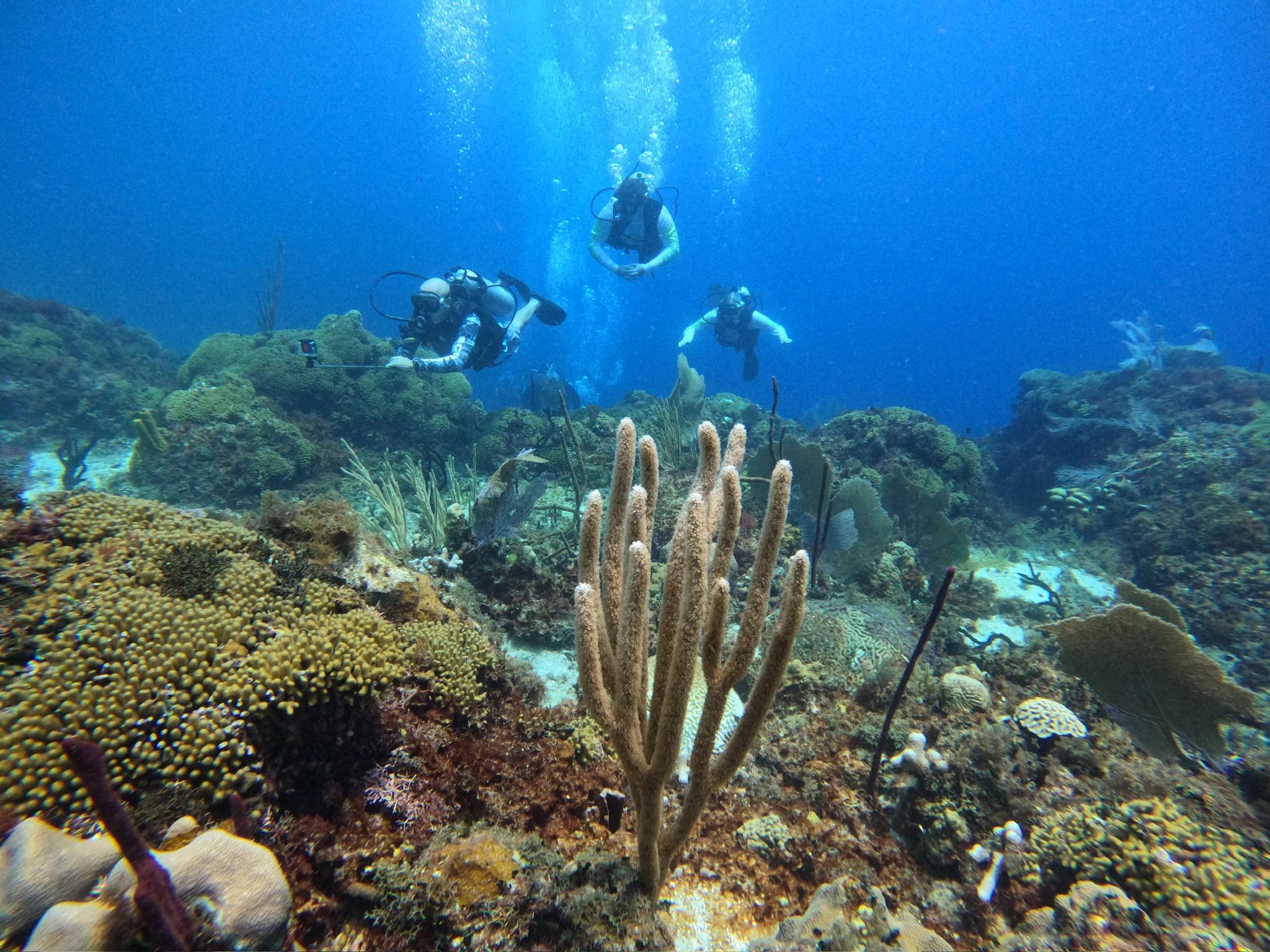 Powered by Grand Bay Dive Center