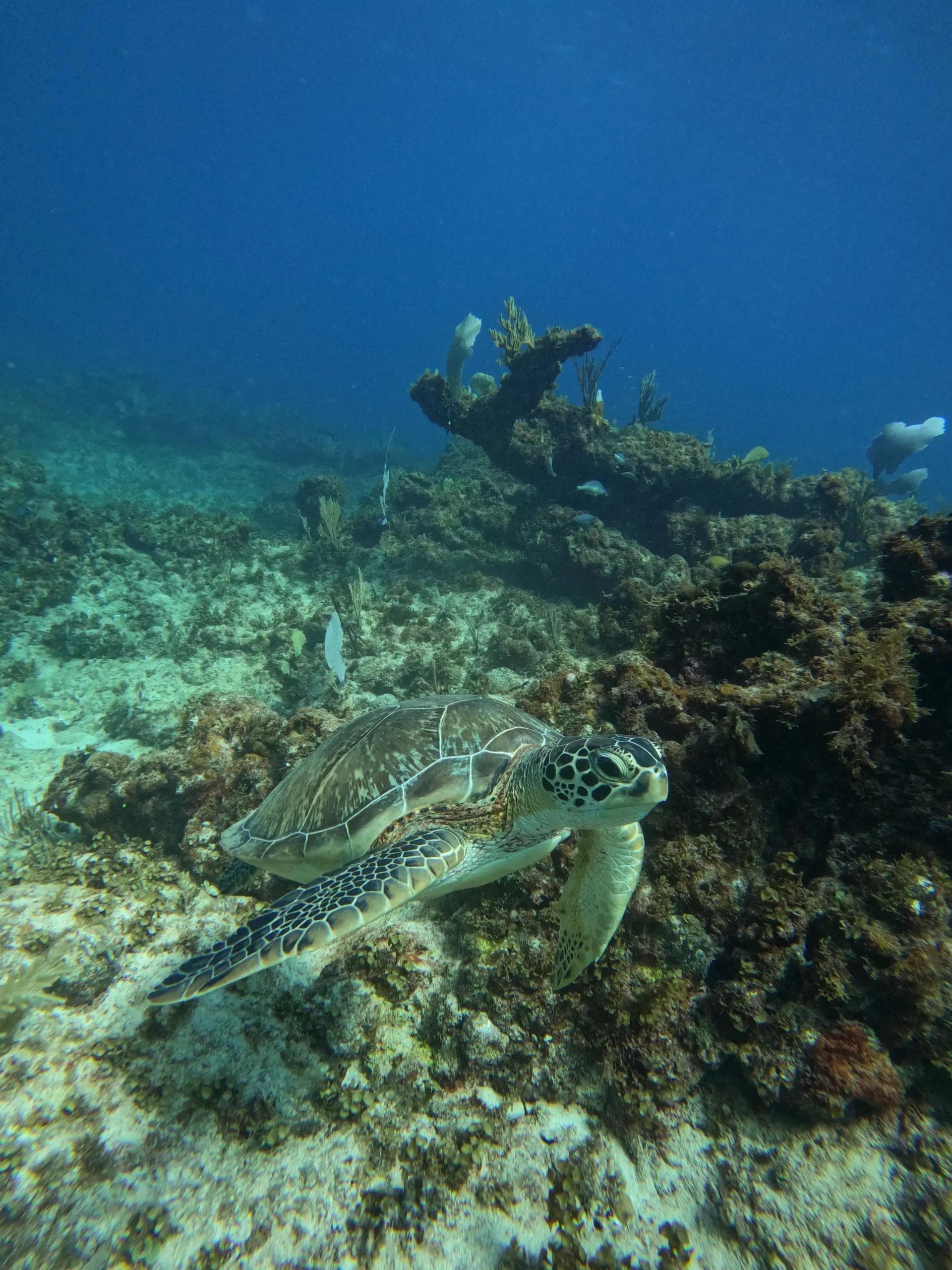 Punta Cana's Trusted Dive Team